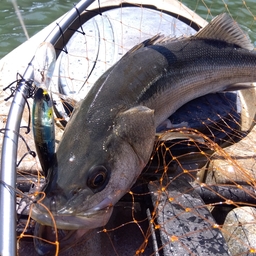 復活の足漕ぎペダルの釣果