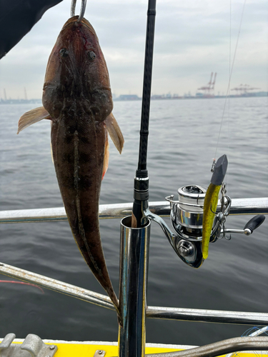 マゴチの釣果