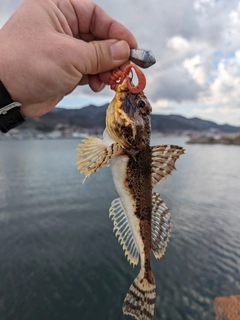 カジカの釣果