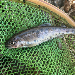 爲右衛門の釣果