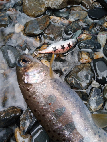 アマゴの釣果