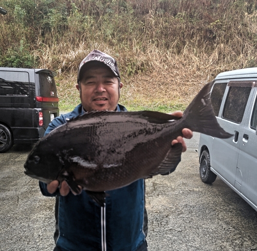 オナガグレの釣果