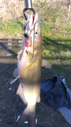 アメリカナマズの釣果