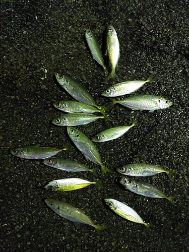 アジの釣果