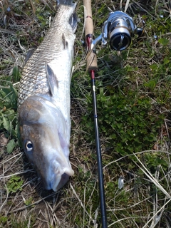 ニゴイの釣果