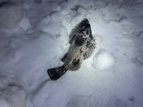 クロソイの釣果