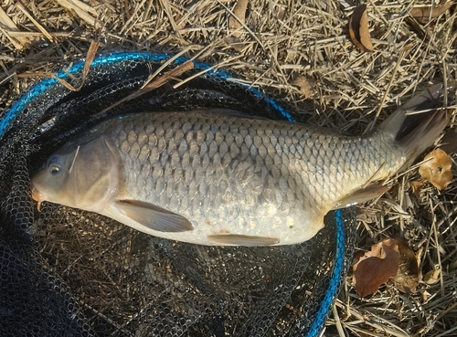 コイの釣果