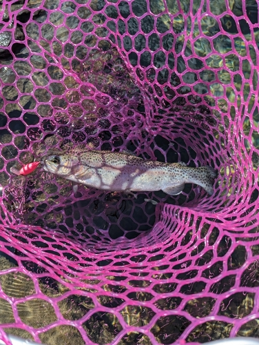 ニジマスの釣果