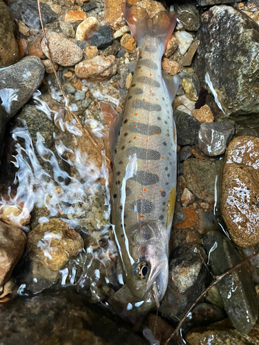 アマゴの釣果