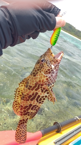 イシミーバイの釣果