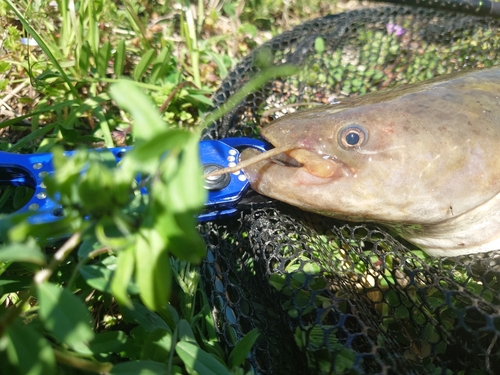 ナマズの釣果