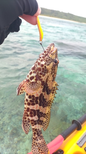 イシミーバイの釣果