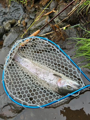 ニジマスの釣果