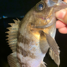 大阪アジングの釣果