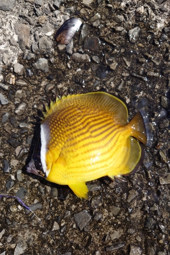 チョウチョウウオの釣果