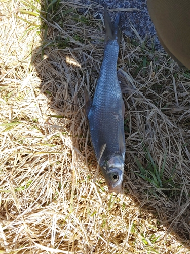 ワタカの釣果