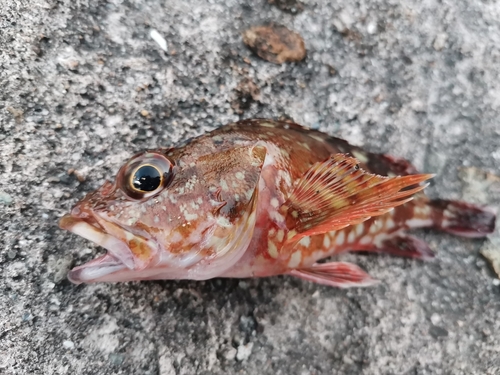 カサゴの釣果