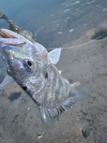 キビレの釣果