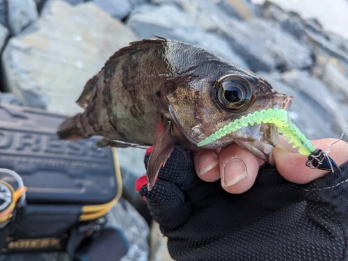 シロメバルの釣果