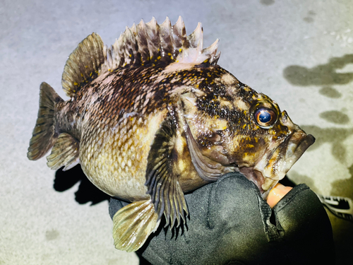 オウゴンムラソイの釣果