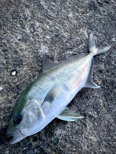 ヒレナガカンパチの釣果