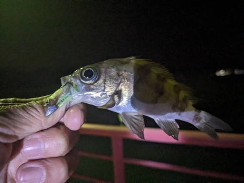 メバルの釣果