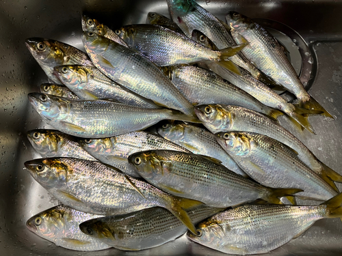 コノシロの釣果