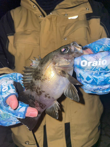 メバルの釣果