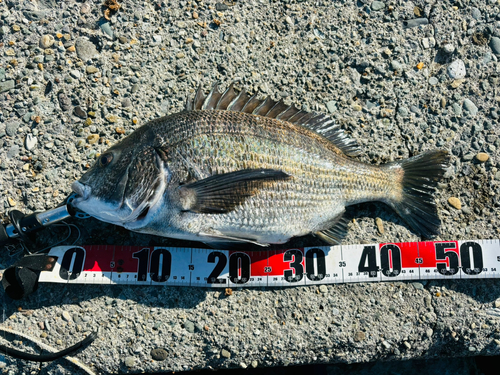 チヌの釣果