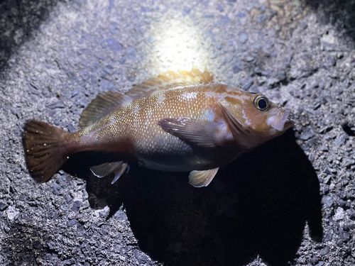 ガヤの釣果