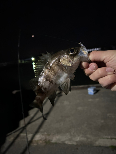 クロメバルの釣果