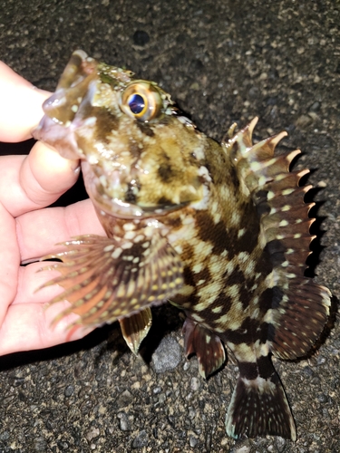 カサゴの釣果