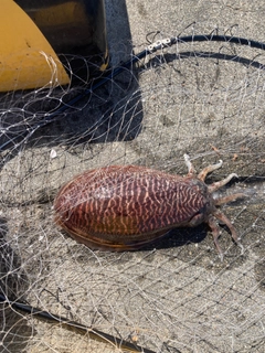 コウイカの釣果