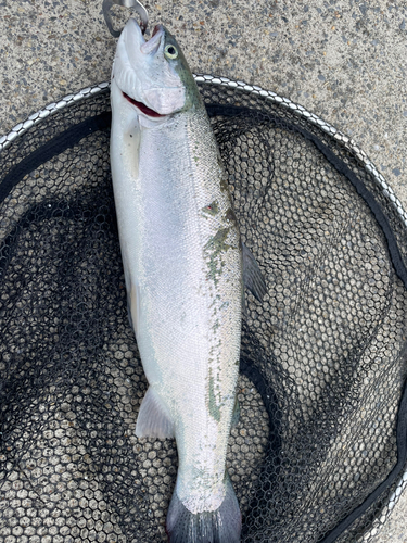 ニジマスの釣果