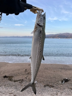 サゴシの釣果