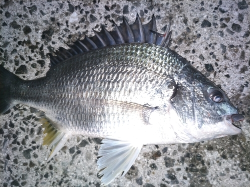 仙崎湾で釣れたタイの釣り・釣果情報 - アングラーズ