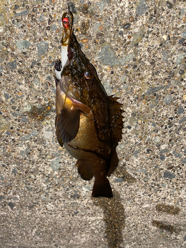 アカメバルの釣果