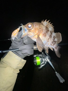 シロメバルの釣果