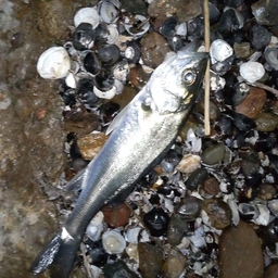 ベビーメタルJの釣果