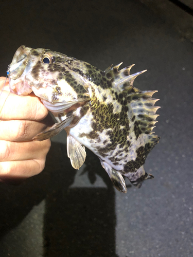 タケノコメバルの釣果