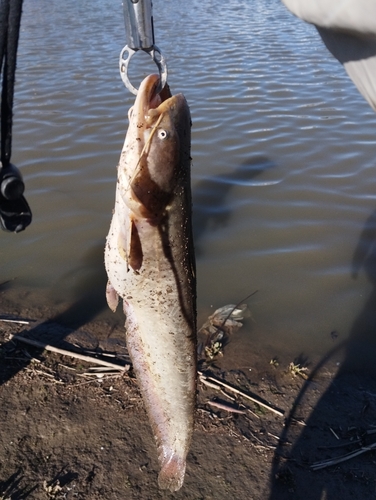 マナマズの釣果