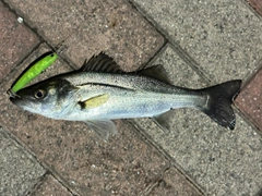 シーバスの釣果