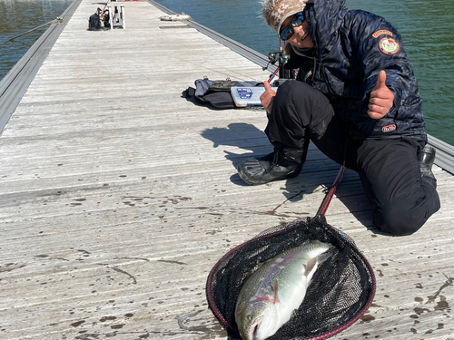 レインボートラウトの釣果