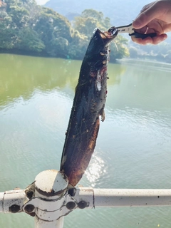 ナマズの釣果