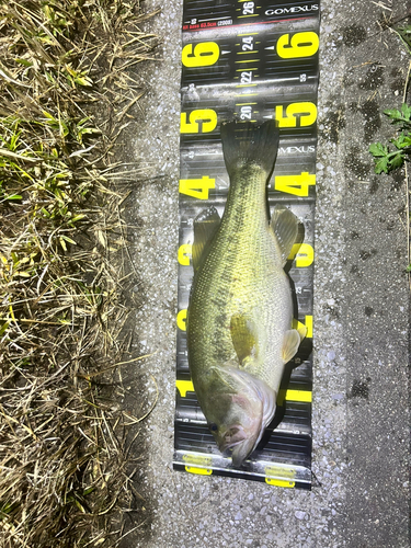 ブラックバスの釣果