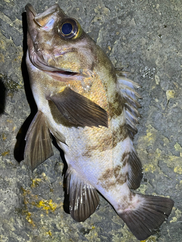 メバルの釣果