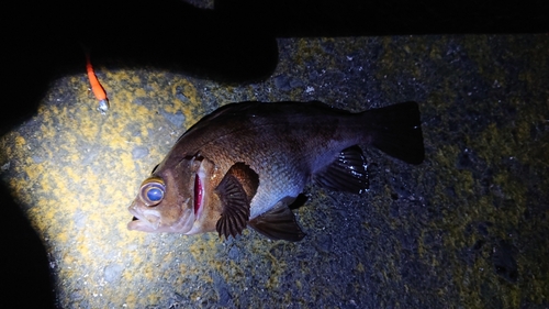 アカメバルの釣果