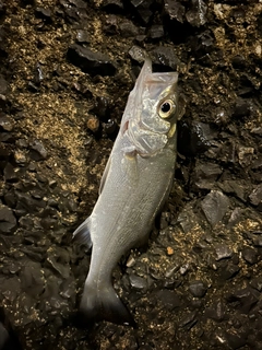 セイゴ（ヒラスズキ）の釣果