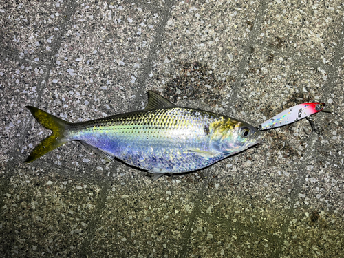 サッパの釣果