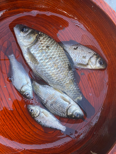 マブナの釣果